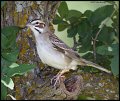 _5SB2991 lark sparrow
